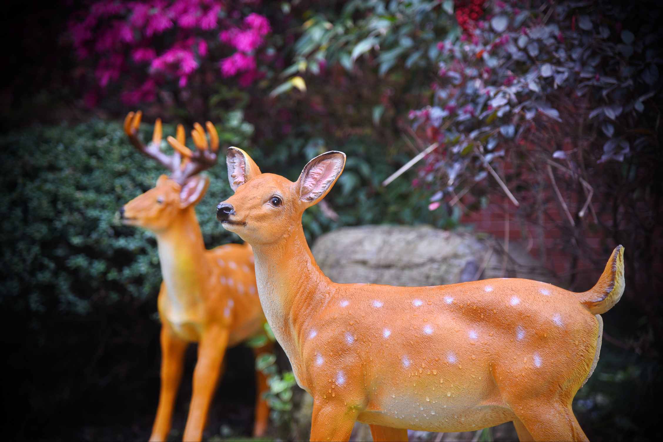 DSC_7090.jpg
